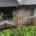 映山红