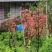 映山红