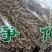 双肾草中药材肾阳草无硫干货干净无杂包邮