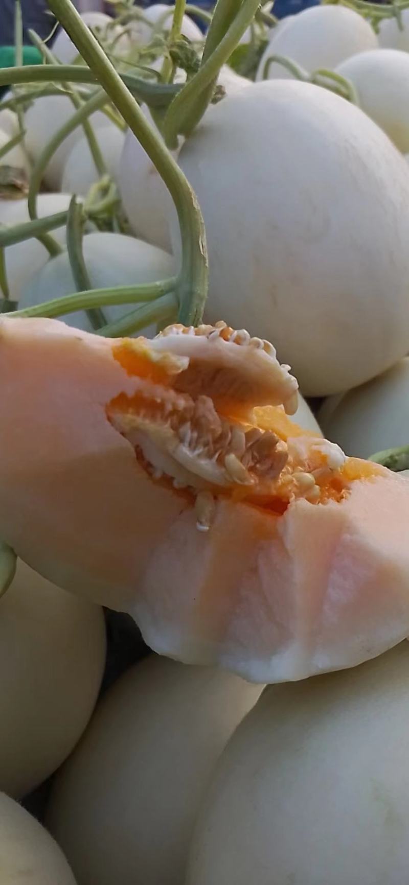 阎良甜瓜