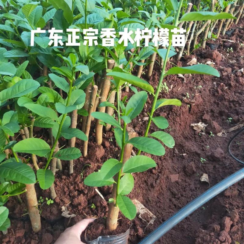 正宗广东香水柠檬苗8年老树现挖现发规格齐全提供技术