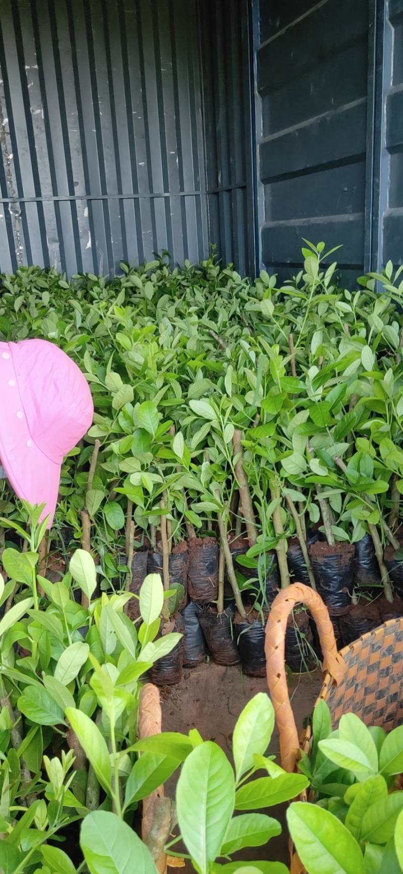 正宗广东香水柠檬苗8年老树现挖现发规格齐全提供技术