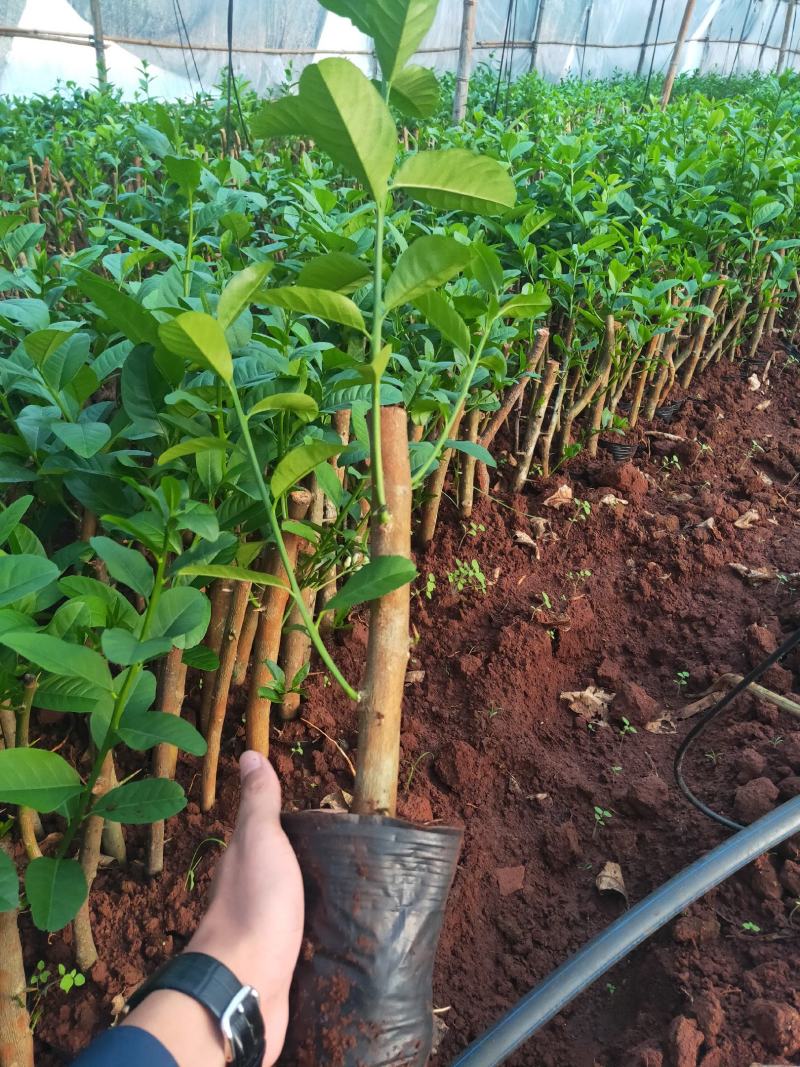 正宗广东香水柠檬苗8年老树现挖现发规格齐全提供技术
