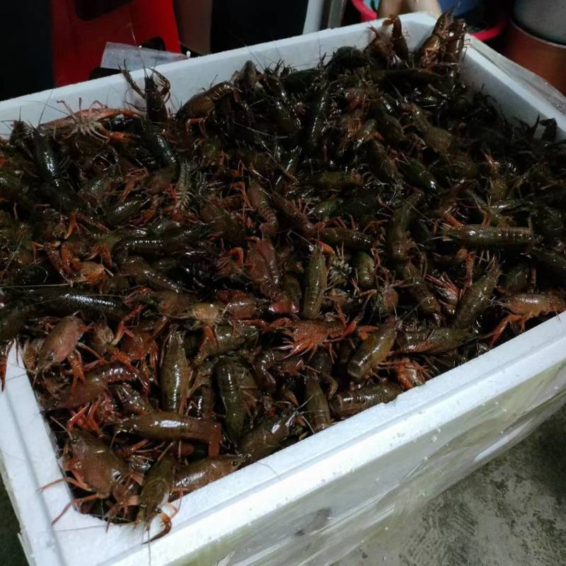 洪湖稻田小龙虾底板干净，产地直发，一手货源