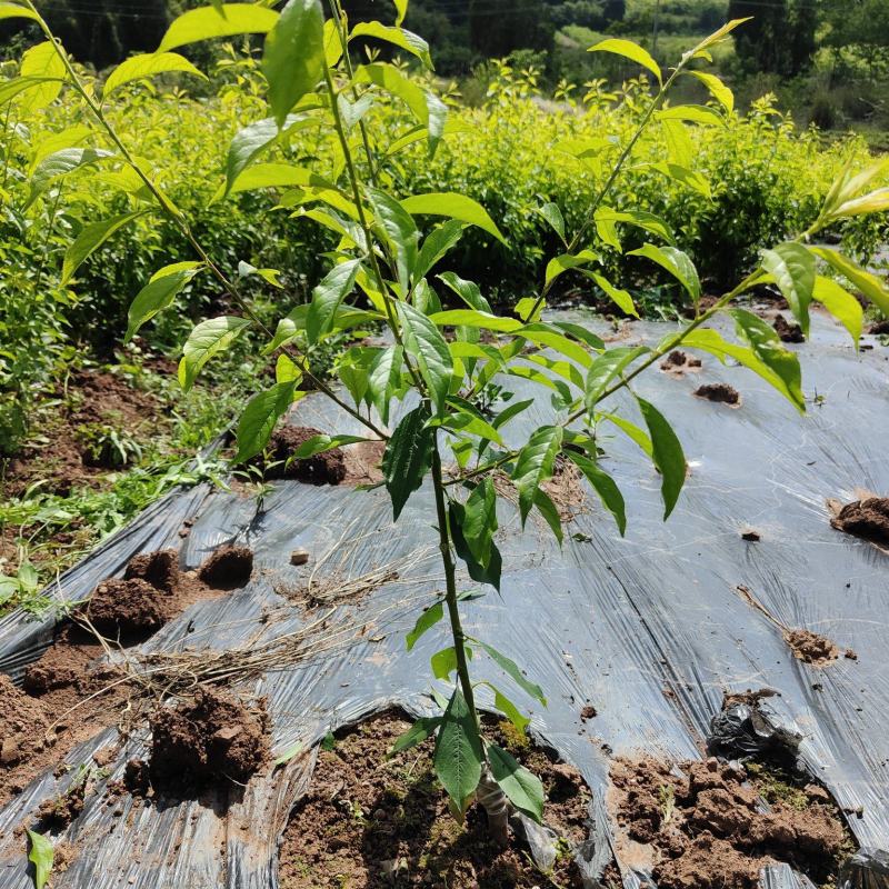 各种水果苗，李子苗，柑橘苗，枇杷树，各种绿化苗。