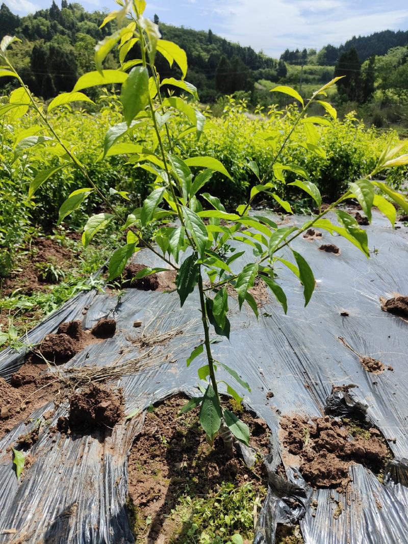 各种水果苗，李子苗，柑橘苗，枇杷树，各种绿化苗。