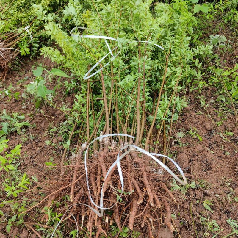 各种水果苗，李子苗，柑橘苗，枇杷树，各种绿化苗。