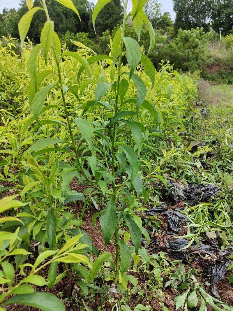 各种水果苗，李子苗，柑橘苗，枇杷树，各种绿化苗。