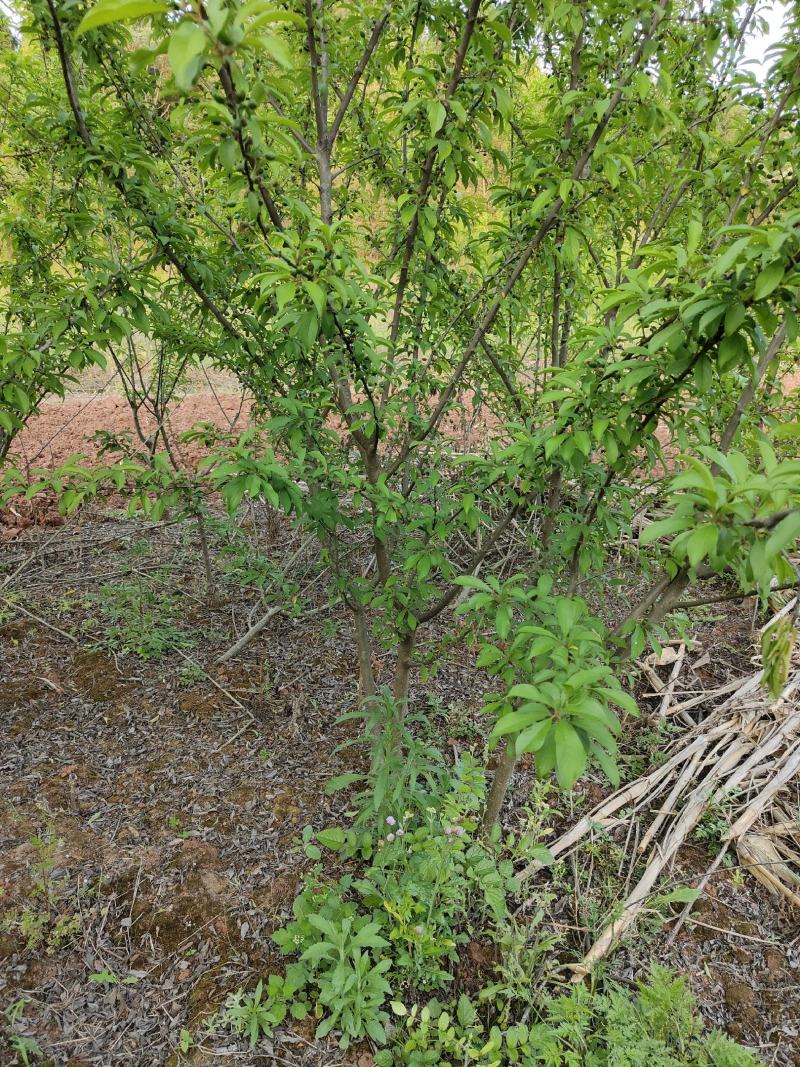 各种水果苗，李子苗，柑橘苗，枇杷树，各种绿化苗。