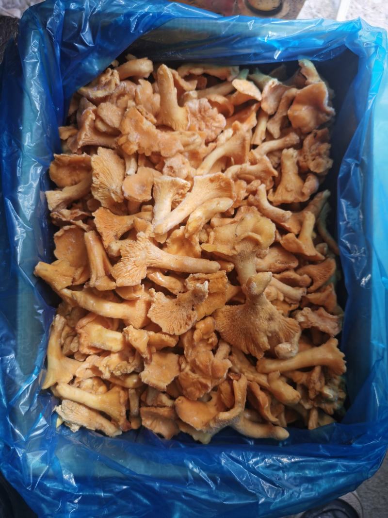 速冻鸡油菌，野生菌，非诚勿扰，色泽鲜艳，适合内销及出口