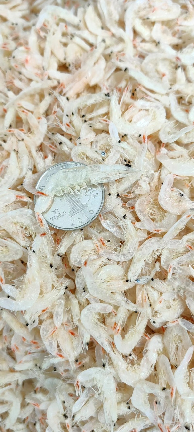 【推荐】精品虾皮自家一手货源保质保量(不包邮)