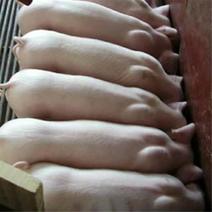猪场出售优良仔猪品种齐全防疫到位货源充足全国发货