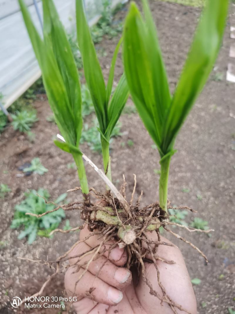 纯紫花三叉露天驯化白芨种苗自有基地产地直发量大从优价格美