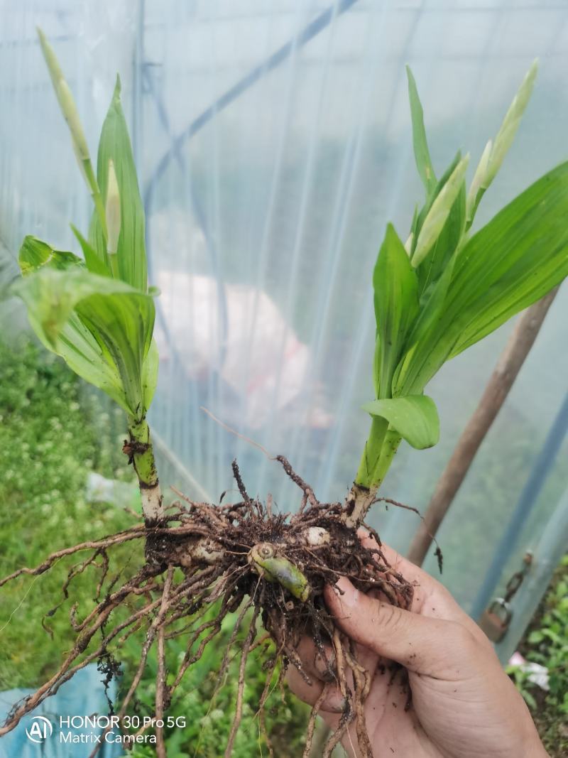 纯紫花三叉露天驯化白芨种苗自有基地产地直发量大从优价格美