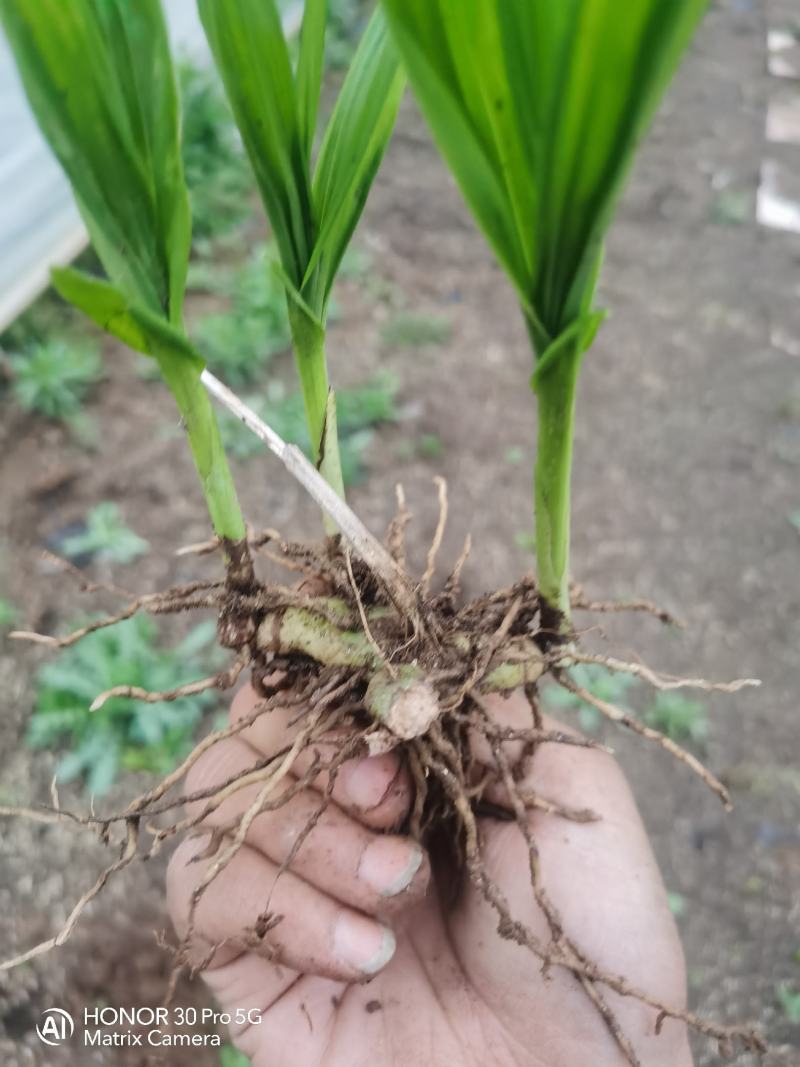 纯紫花三叉露天驯化白芨种苗自有基地产地直发量大从优价格美