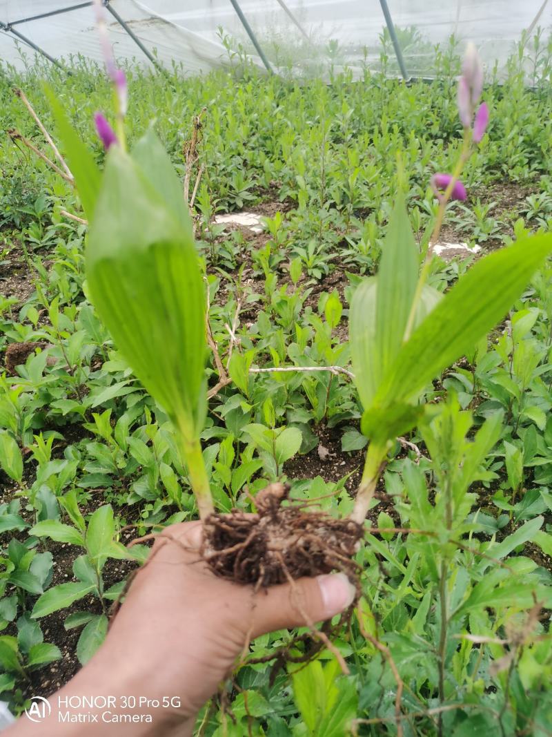 纯紫花三叉露天驯化白芨种苗自有基地产地直发量大从优价格美