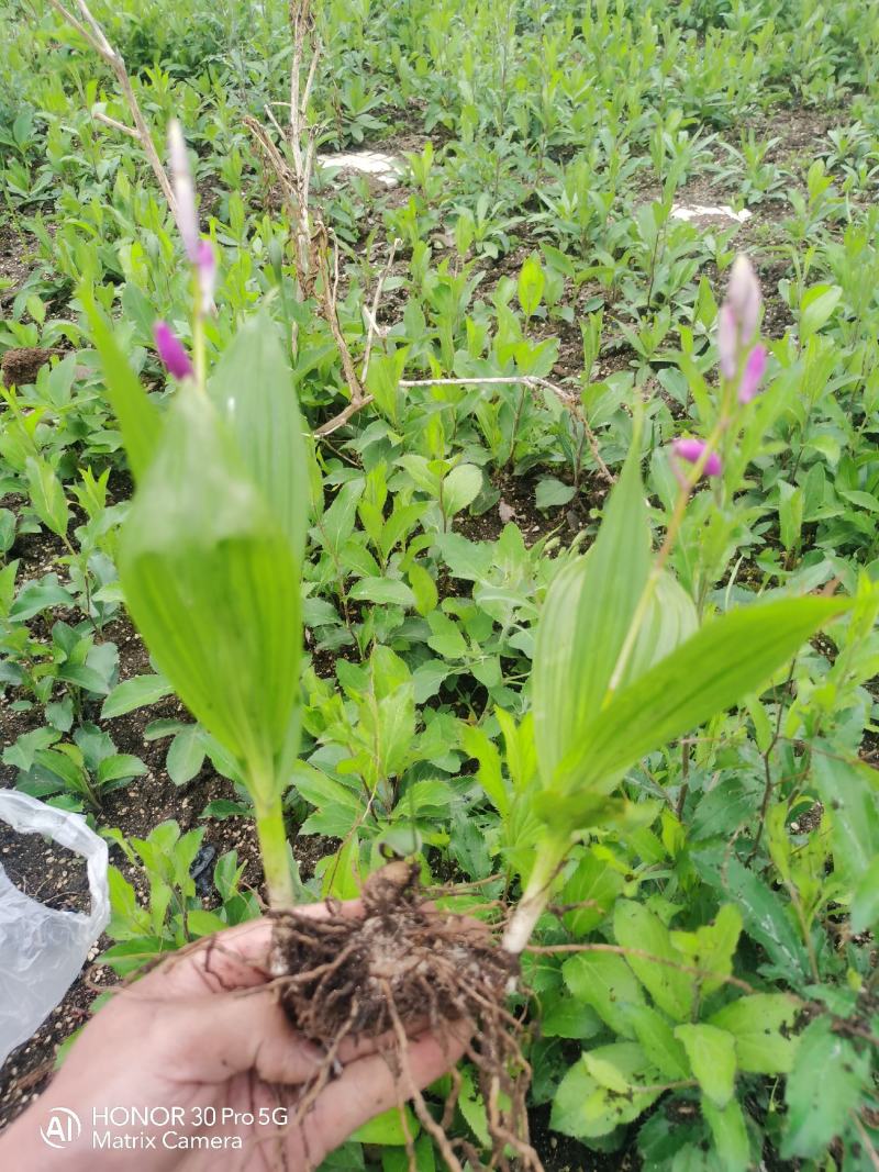 纯紫花三叉露天驯化白芨种苗自有基地产地直发量大从优价格美