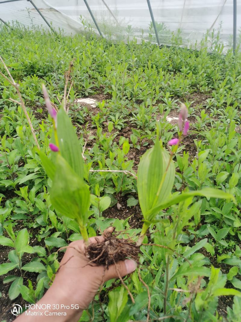 纯紫花三叉露天驯化白芨种苗自有基地产地直发量大从优价格美