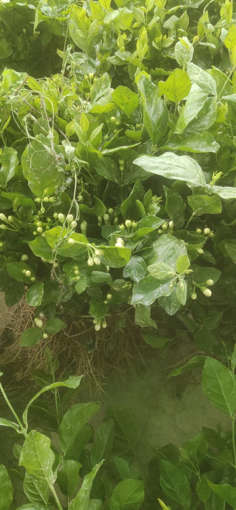 广西横县茉莉花苗，顺丰空运包邮