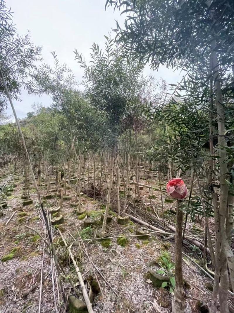 台湾相思