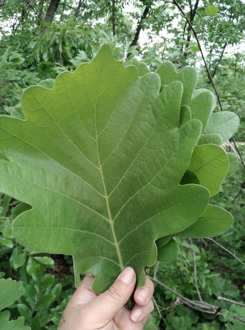 槲叶晾干大号精选河南粽叶端午节包粽子叶子菠萝叶