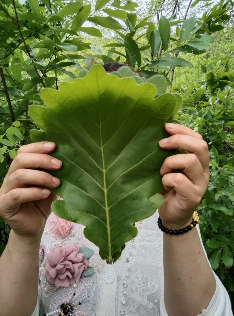 槲叶晾干大号精选河南粽叶端午节包粽子叶子菠萝叶