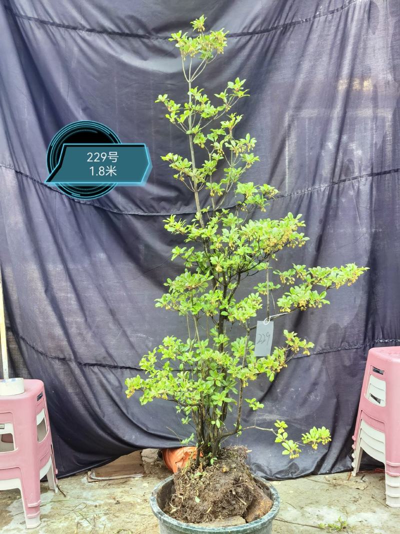 吊钟花