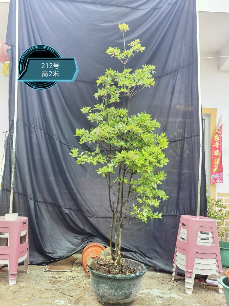 吊钟花