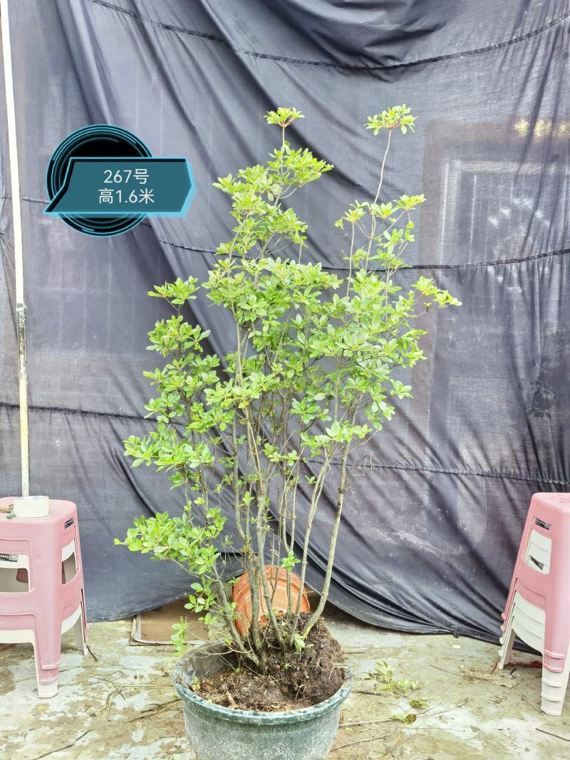 吊钟花