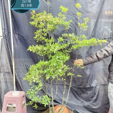 吊钟花