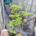 吊钟花