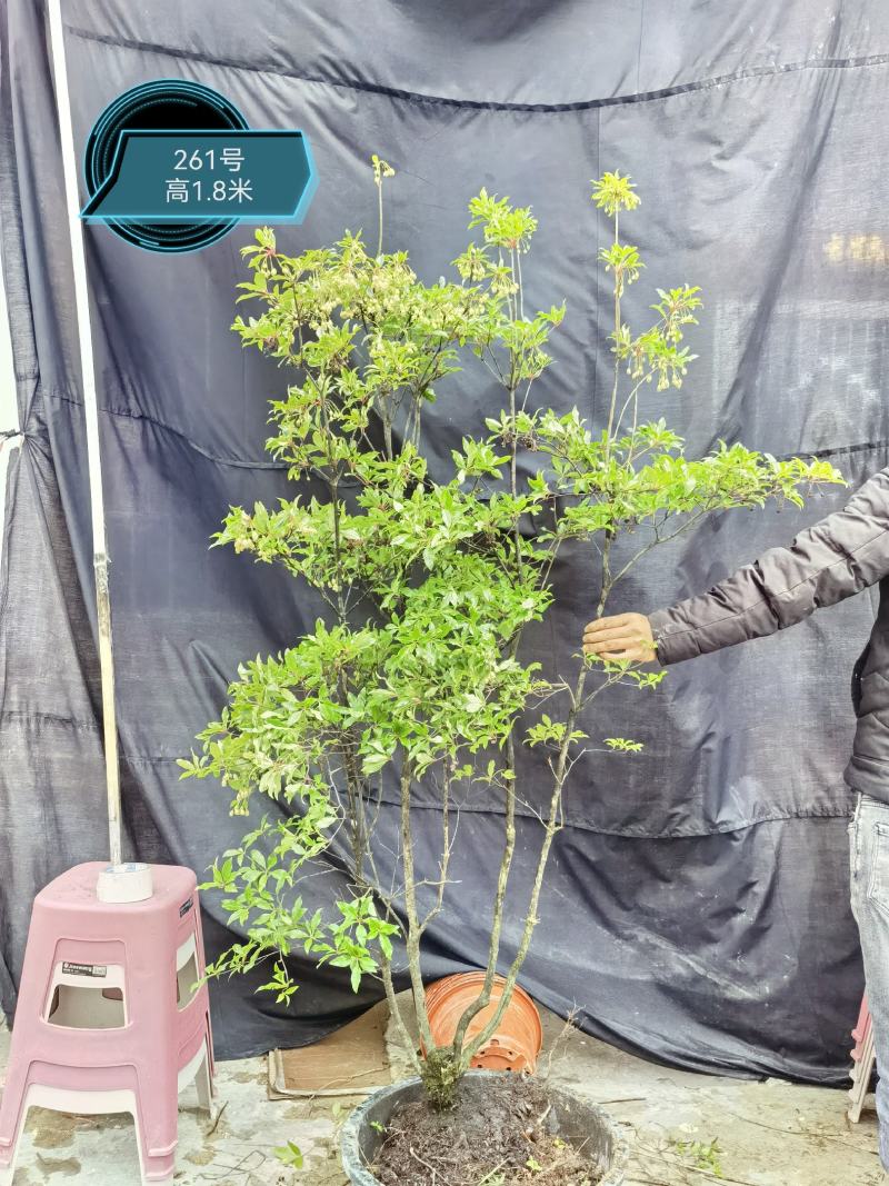 吊钟花