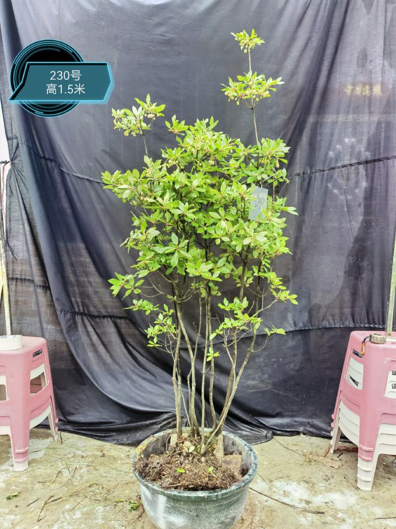 吊钟花