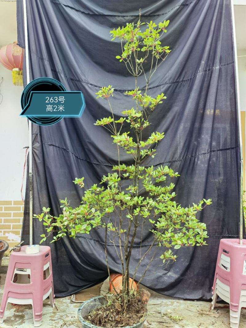 吊钟花