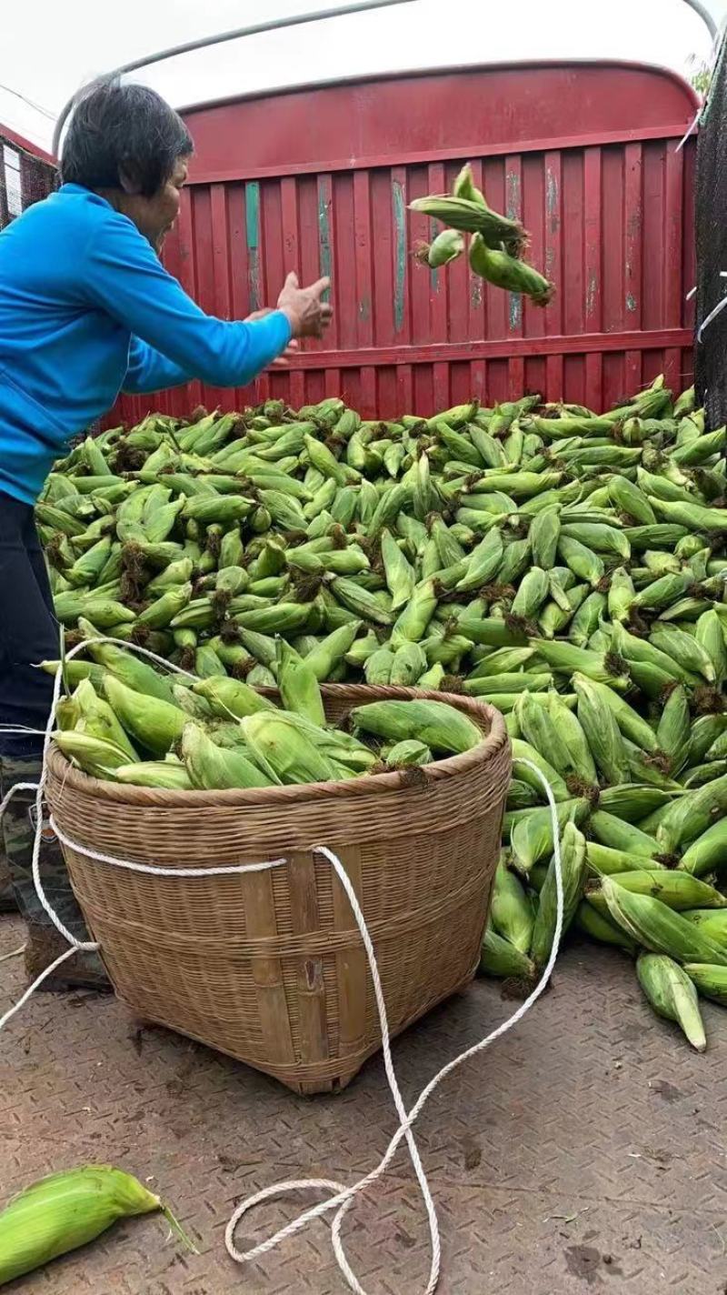 自贡精品玉米上市