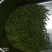 贵州名茶石阡苔茶绿茶好山好水出好茶