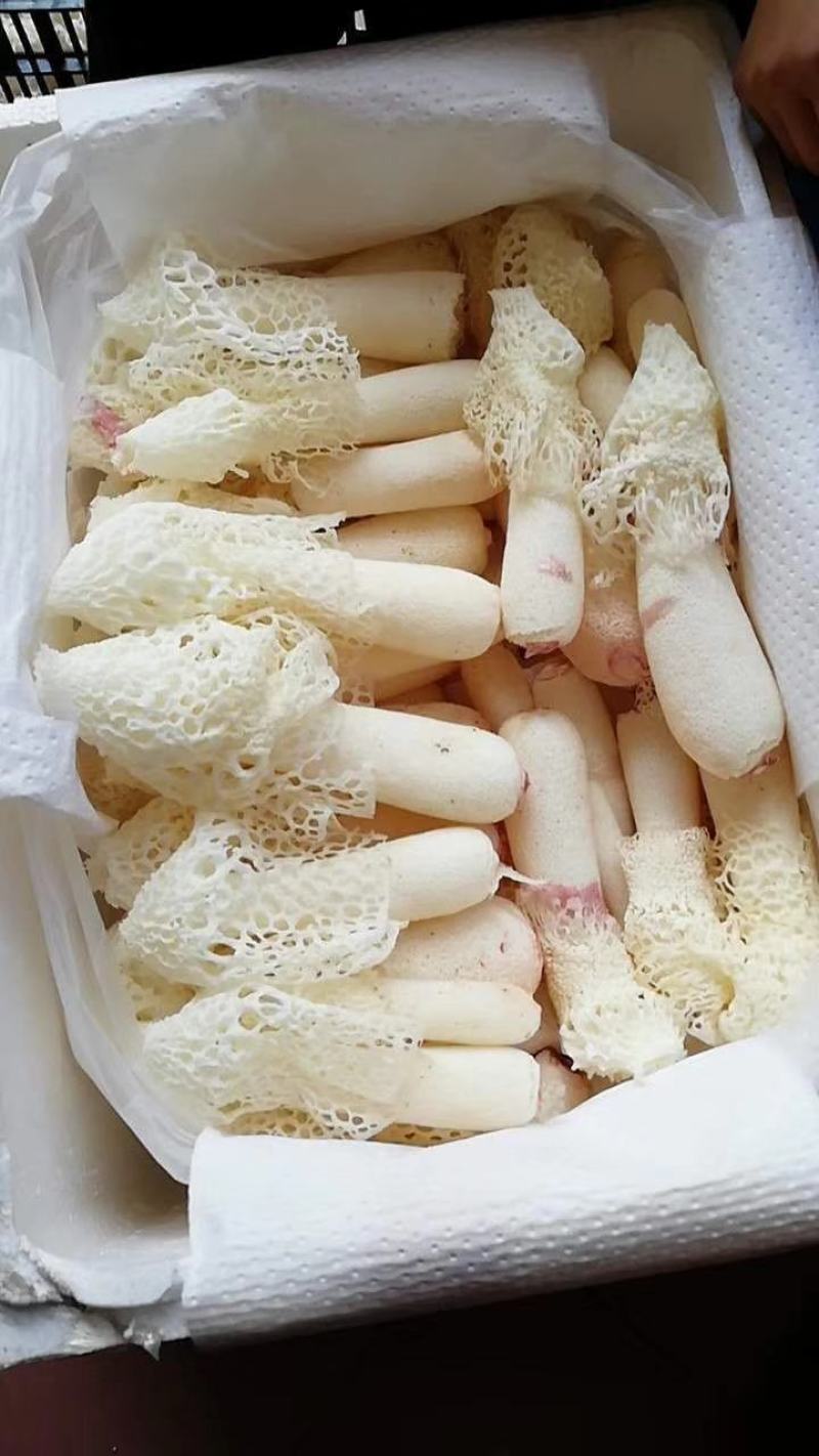 新鲜竹花基地直采货好坏的包赔