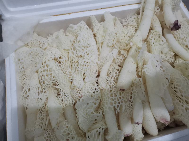 新鲜竹花基地直采货好坏的包赔