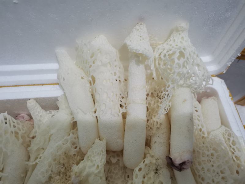 新鲜竹花基地直采货好坏的包赔