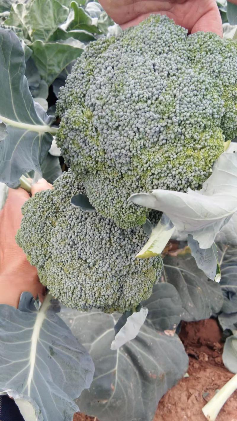 邯郸精品西兰花产地直供大量有货个头均匀颜色好看