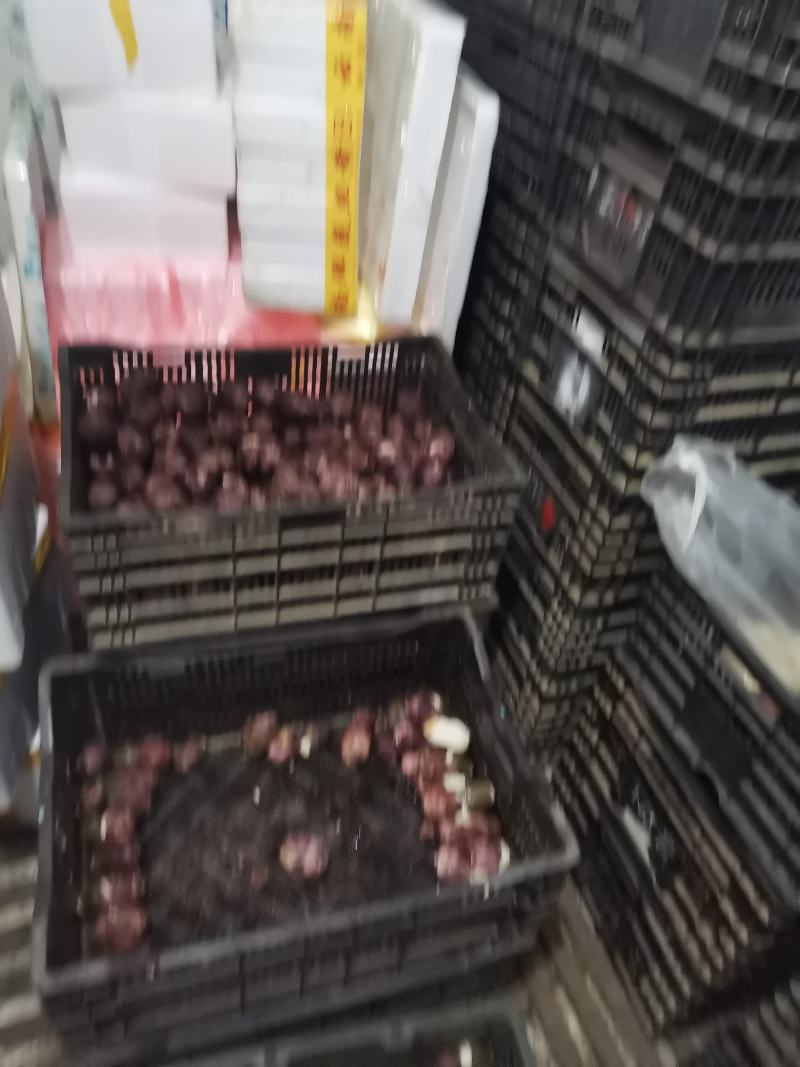 新鲜竹荪蛋产地发货坏的包赔