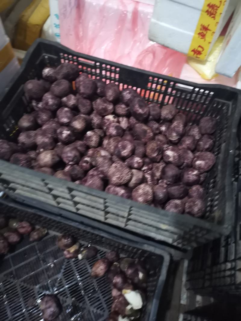 新鲜竹荪蛋产地发货坏的包赔