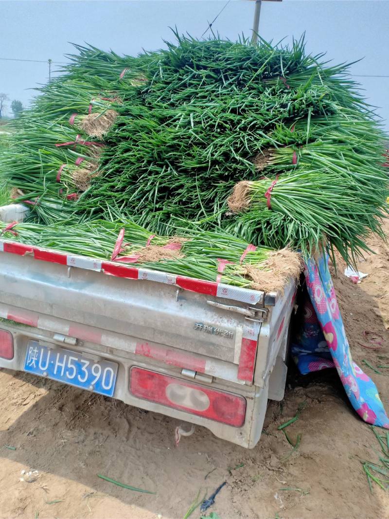 陕西大荔沙地优质葱苗大量上市了，品质纯正，价格美丽！