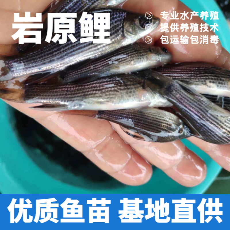 岩原鲤鱼苗巴南岩原鲤苗鱼场直供包运输技术指导货到付款