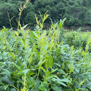 张家界莓茶茶香四溢醇厚色泽好大量现货欢迎联系合作