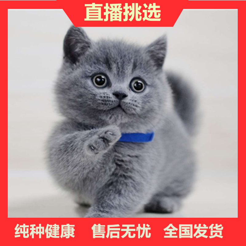 纯种英短蓝猫包子脸地毯毛蓝猫蓝猫高地蓝猫矮脚猫幼崽猫咪活