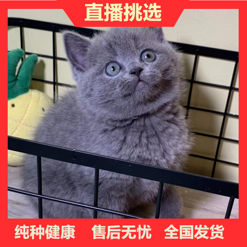 纯种英短蓝猫包子脸地毯毛蓝猫蓝猫高地蓝猫矮脚猫幼崽猫咪活