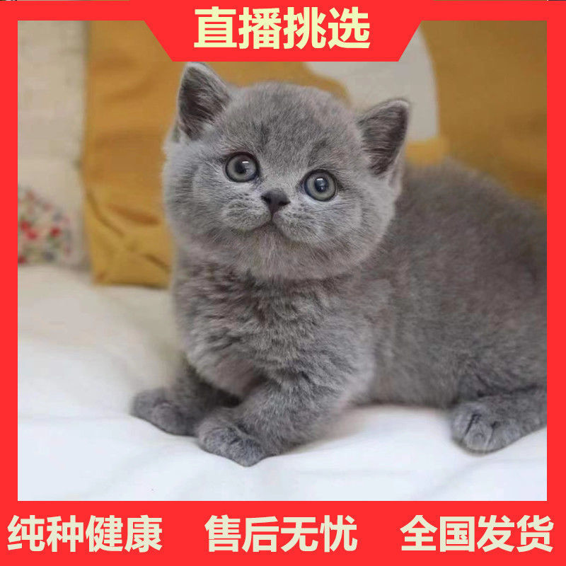 纯种英短蓝猫包子脸地毯毛蓝猫蓝猫高地蓝猫矮脚猫幼崽猫咪活