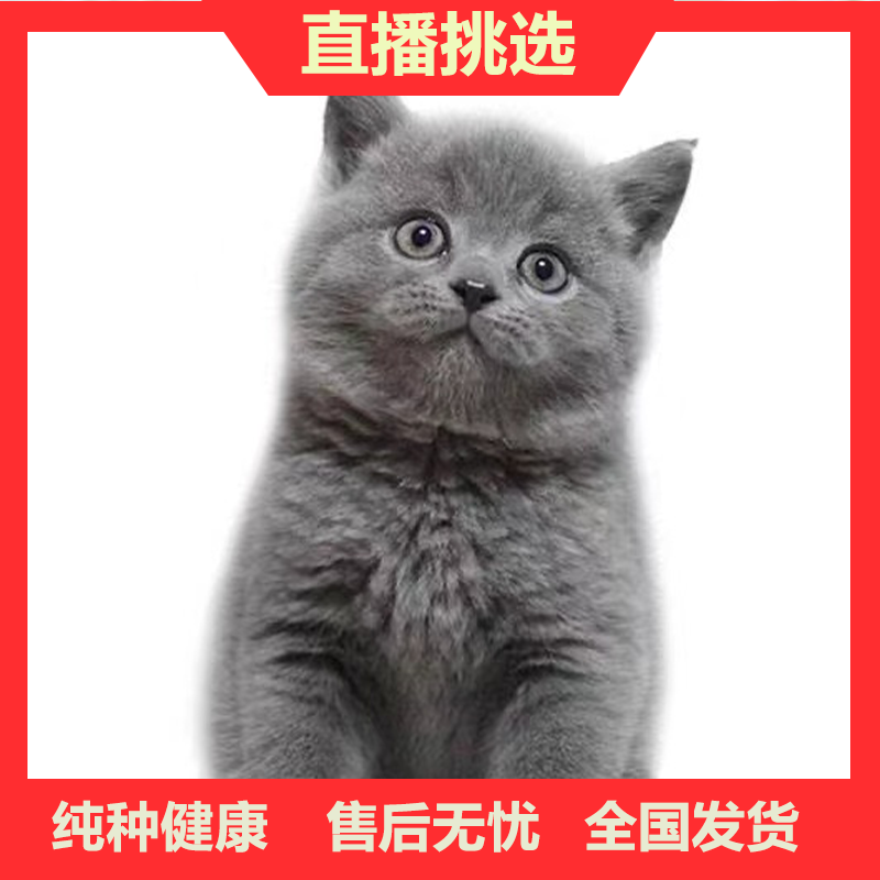纯种英短蓝猫包子脸地毯毛蓝猫蓝猫高地蓝猫矮脚猫幼崽猫咪活