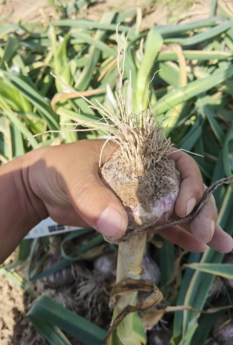 大量供应把子蒜